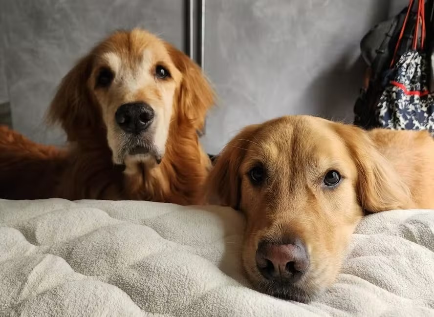 ​Cientistas descobrem que cães estão entrando em uma nova fase da evolução